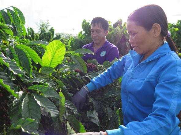 Quand caféiculture rime avec développement durable   - ảnh 1